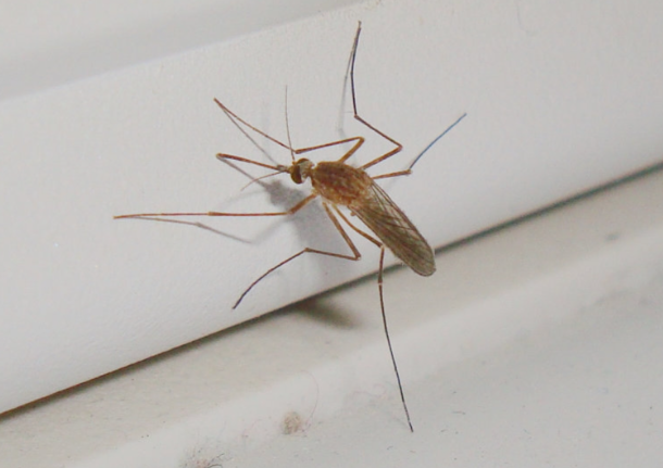 北京雪地上有蚊子在爬?专家回应 淡色库蚊是我国北方冬季常见的越冬蚊 北京雪地上有蚊子在爬?专家回应 淡色库蚊是我国北方冬季常见的越冬蚊