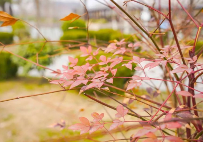 本周全国多地升温明显，寒潮结束本周会一直暖下去吗?