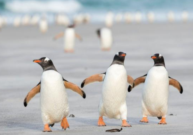 雪天学企鹅走路不容易打滑?2025年冬季雪天企鹅步教学