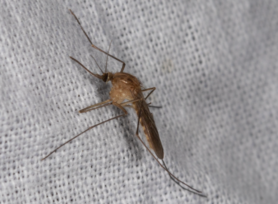 北京雪地上有蚊子在爬?专家回应 淡色库蚊是我国北方冬季常见的越冬蚊 北京雪地上有蚊子在爬?专家回应 淡色库蚊是我国北方冬季常见的越冬蚊