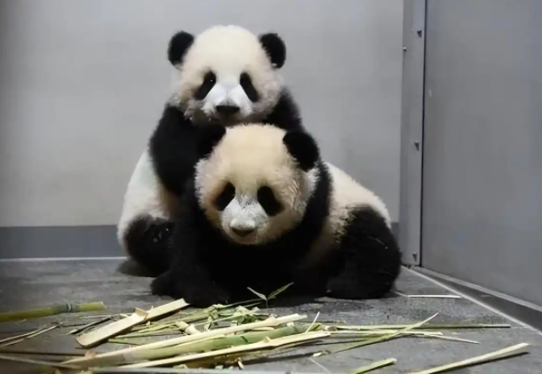 日本将不再有大熊猫，最后两只旅日大熊猫或提前回国