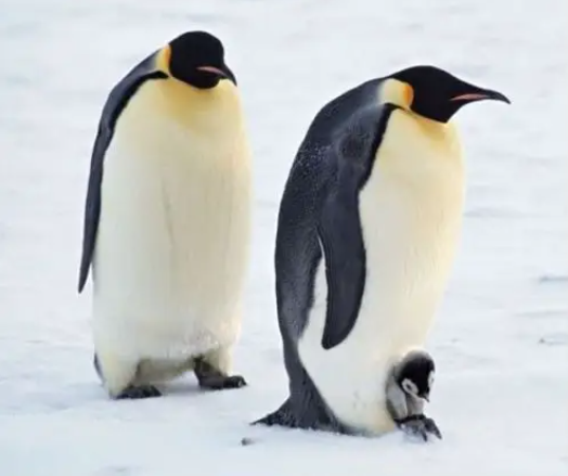 雪天学企鹅走路不容易打滑?2025年冬季雪天企鹅步教学