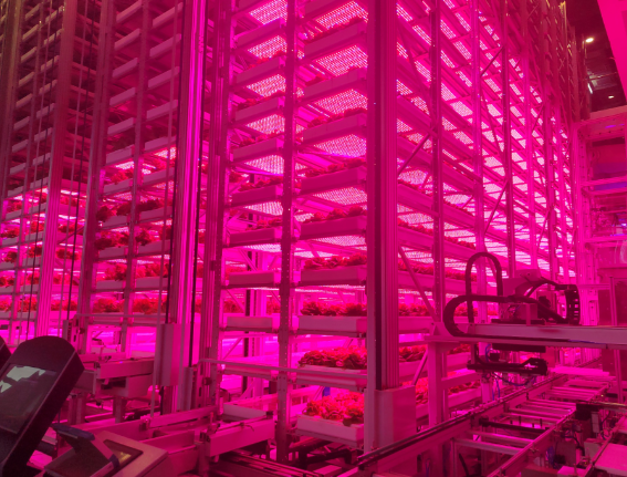 植物住高楼100平场地年产生菜50吨 全球首个超高层垂直植物工厂有什么亮点