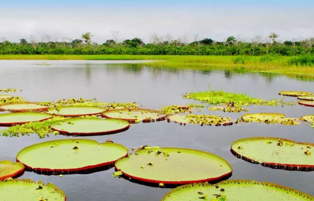 地球之肺或即将变成肺干，亚马逊雨林的现状比你想得更严峻