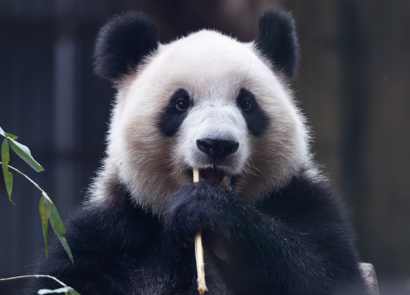 日本民众排队送别大熊猫 中日双方大熊猫租借协议即将到期