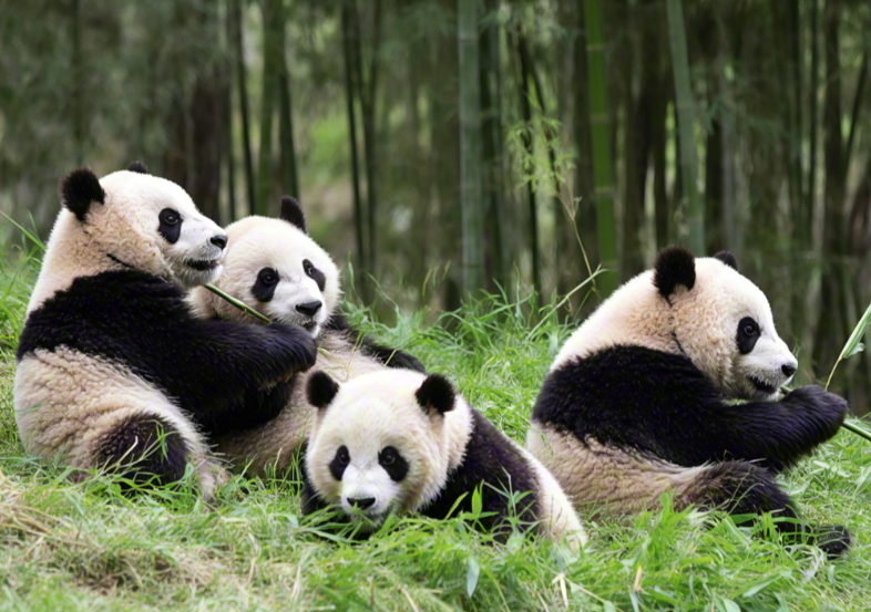 最后两只旅日大熊猫将提前回国 日本民众排长队与大熊猫告别 最后两只旅日大熊猫将提前回国 日本民众排长队与大熊猫告别