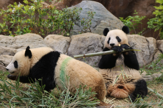 日本民众排队送别大熊猫 中日双方大熊猫租借协议即将到期