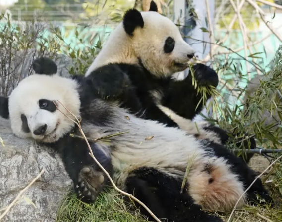 日本民众排队送别大熊猫 中日双方大熊猫租借协议即将到期