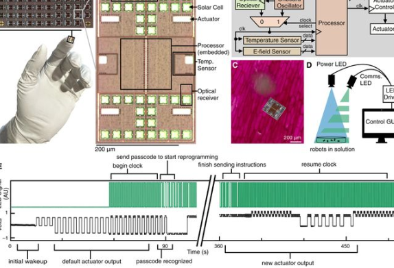 美国团队研制全球最小全自主可编程机器人 全球最小全自主可编程机器人尺寸小于1毫米 美国团队研制全球最小全自主可编程机器人 全球最小全自主可编程机器人尺寸小于1毫米