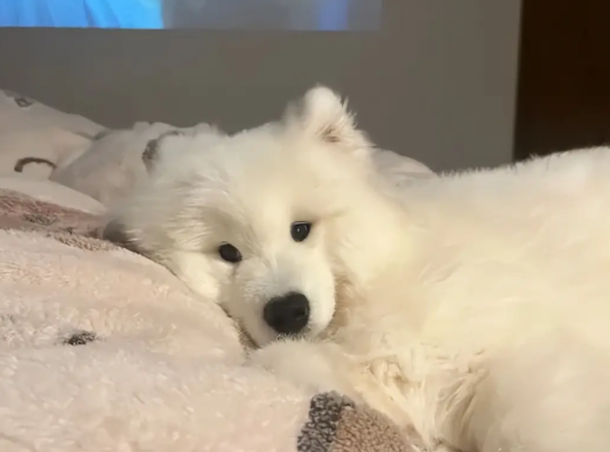 睡觉时建议把手机放在1.5米外，不建议睡觉时把手机放床头充电