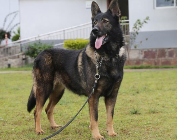 昆明犬为何是警犬界“国货之光” 昆明犬是我国唯一具有完全自主知识产权的警用犬 昆明犬为何是警犬界“国货之光” 昆明犬是我国唯一具有完全自主知识产权的警用犬