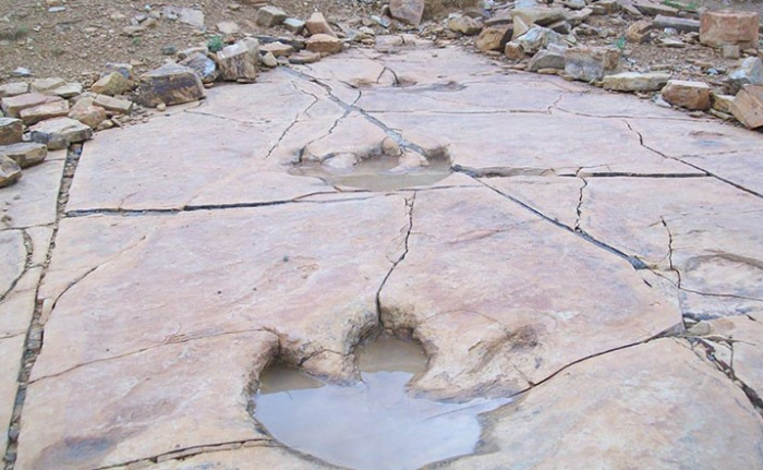 意大利冬奥会赛场边惊现两万个脚印!2万个恐龙足迹距今约2.1亿年