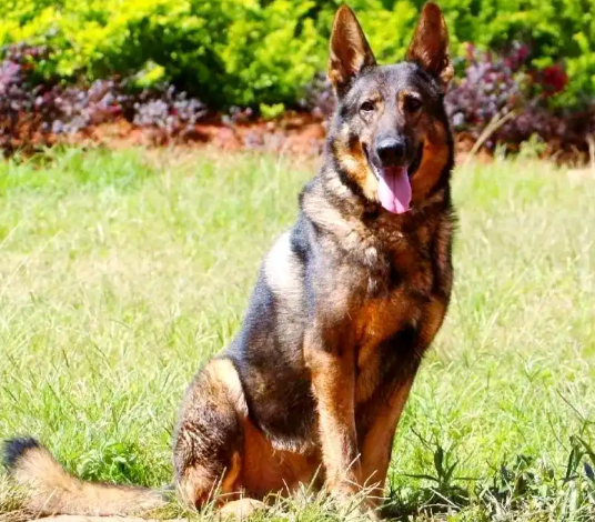 昆明犬为何是警犬界“国货之光” 昆明犬是我国唯一具有完全自主知识产权的警用犬 昆明犬为何是警犬界“国货之光” 昆明犬是我国唯一具有完全自主知识产权的警用犬