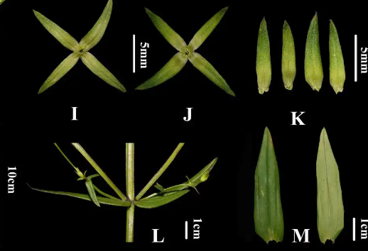 四川发现新物种“木里獐牙菜” 木里獐牙菜主要分布在四川雅砻江流域