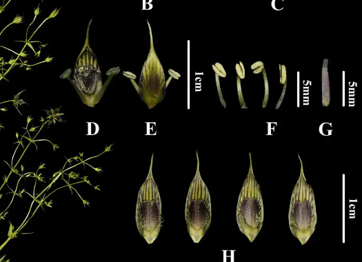 四川发现新物种“木里獐牙菜” 木里獐牙菜主要分布在四川雅砻江流域