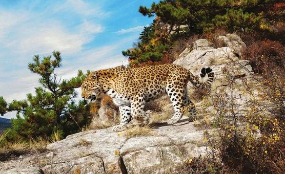 消失三十年华北豹现身北京“门口” 华北豹已在北京山林消失了整整30年