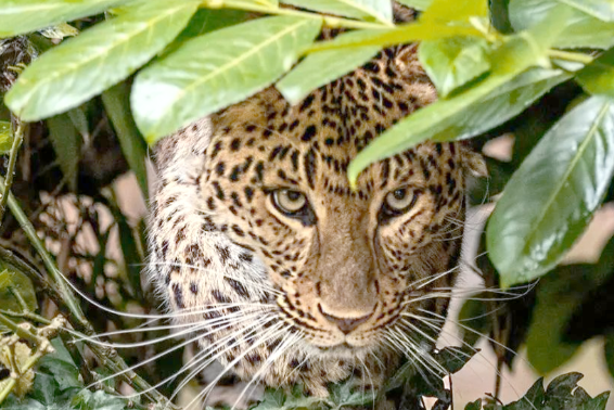消失三十年华北豹现身北京“门口” 华北豹已在北京山林消失了整整30年