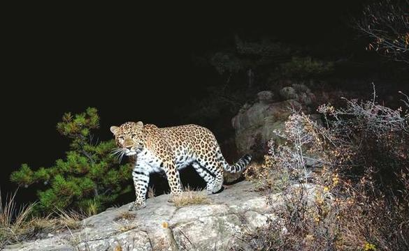 消失三十年华北豹现身北京“门口” 华北豹已在北京山林消失了整整30年