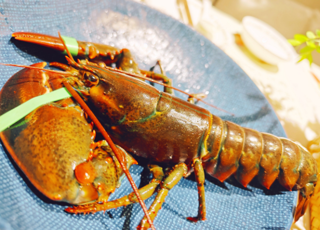 英国将禁止将活龙虾直接投入沸水烹煮，想吃得先电晕