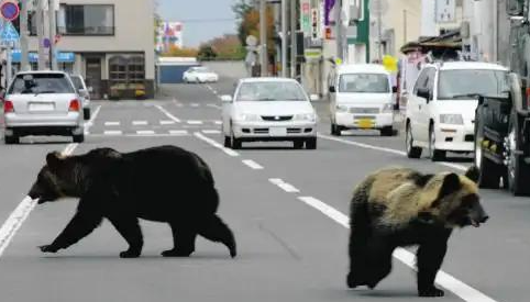 日本熊灾肆虐！今年4月至10月日本已捕杀近万头熊