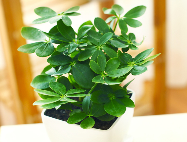 室内空气异味难除怎么办？2025年天然除味植物与光触媒使用技巧