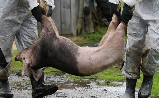邯郸非洲猪瘟病毒！男子称超市买猪肉检出非洲猪瘟！