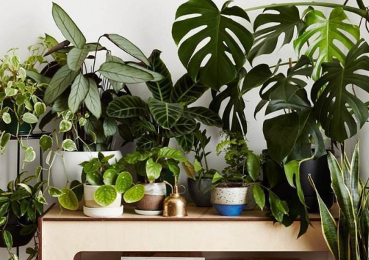 室内空气异味难除怎么办？2025年天然除味植物与光触媒使用技巧