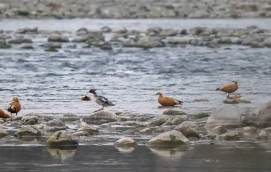 珍稀鸟类中华秋沙鸭飞临都江堰过冬 中华秋沙鸭连续5年现身都江堰地区
