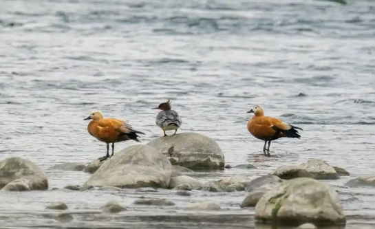 珍稀鸟类中华秋沙鸭飞临都江堰过冬 中华秋沙鸭连续5年现身都江堰地区