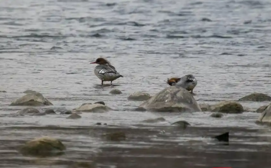 珍稀鸟类中华秋沙鸭飞临都江堰过冬 中华秋沙鸭连续5年现身都江堰地区