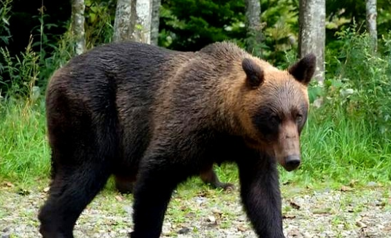 日本熊灾催生熊肉特色菜肴,日本餐厅掀吃熊肉热潮是咋回事? 日本熊灾催生熊肉特色菜肴,日本餐厅掀吃熊肉热潮是咋回事?