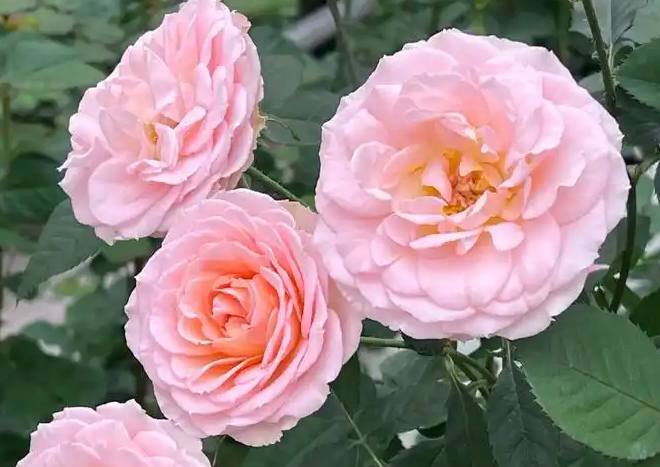 “刘宝华”月季一夜走红！“二舅刘宝华”月季何以打动全网？