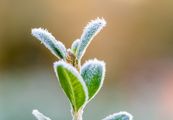本周冷空气频繁来袭气温起伏明显 元旦前后强冷空气将影响中东部地区 本周冷空气频繁来袭气温起伏明显 元旦前后强冷空气将影响中东部地区