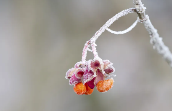 本周冷空气频繁来袭气温起伏明显 元旦前后强冷空气将影响中东部地区 本周冷空气频繁来袭气温起伏明显 元旦前后强冷空气将影响中东部地区