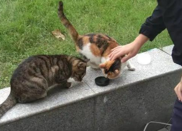 夏威夷禁喂流浪猫发布“禁喂令” 夏威夷为救本土物种出狠招