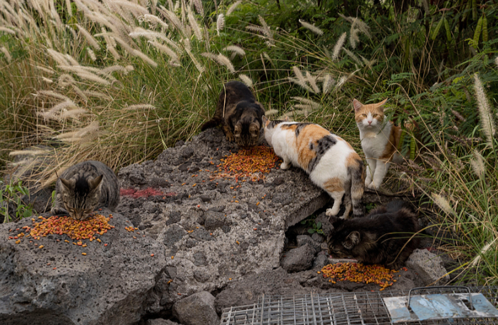 夏威夷禁喂流浪猫发布“禁喂令” 夏威夷为救本土物种出狠招