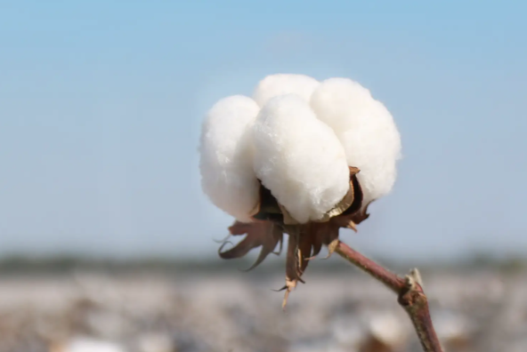 我国科学家成功绘制陆地棉进化路线图 我国科学家开辟棉花优异种质创制的新路径