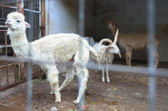 “史上最寒酸”动物园好起来了 凯里动物园迎来第一个旅行团