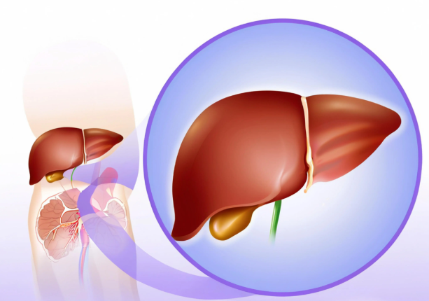 2026过年如何预防出现脂肪肝?春节对肝脏好的饮食推荐