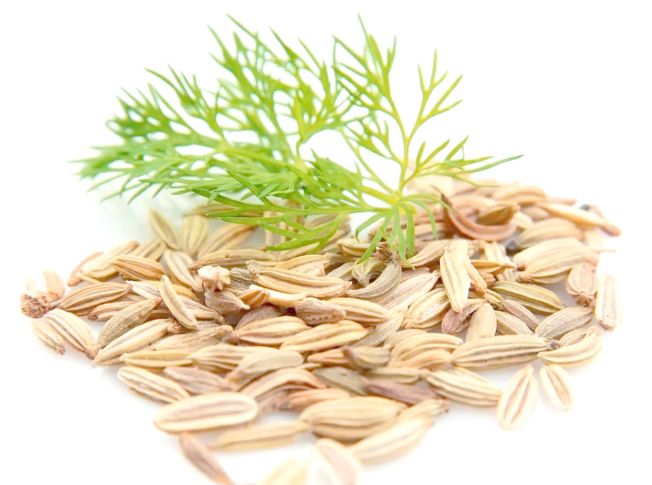 小寒女性吃茴香可以防手脚冰凉吗(2026茴香可以驱寒养阳吗)