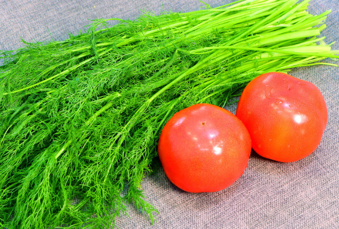 小寒女性吃茴香可以防手脚冰凉吗(2026茴香可以驱寒养阳吗)