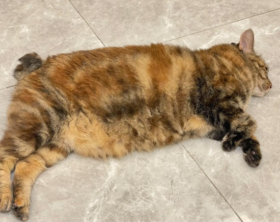 “猪咪”减肥药来了6周减重近10% 猫用减肥新兽药普瑞泊肽注射液上市注册申请已被受理