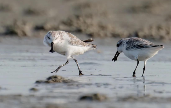 斯林布里奇人工繁育勺嘴鹬项目失败 勺嘴鹬的成鸟数量已不足500只 斯林布里奇人工繁育勺嘴鹬项目失败 勺嘴鹬的成鸟数量已不足500只