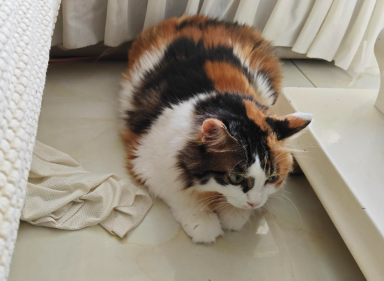 “猪咪”减肥药来了6周减重近10% 猫用减肥新兽药普瑞泊肽注射液上市注册申请已被受理