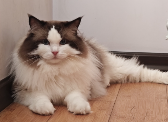 “猪咪”减肥药来了6周减重近10% 猫用减肥新兽药普瑞泊肽注射液上市注册申请已被受理