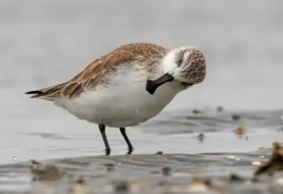 斯林布里奇人工繁育勺嘴鹬项目失败 勺嘴鹬的成鸟数量已不足500只 斯林布里奇人工繁育勺嘴鹬项目失败 勺嘴鹬的成鸟数量已不足500只