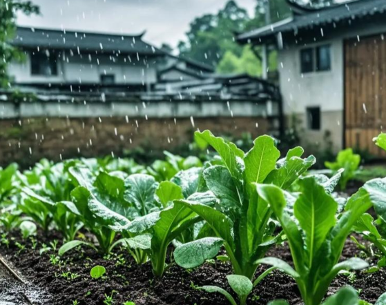 四川一菜地冒火烧了8天下雨也未灭！四川菜地自燃持续8天未灭的原因