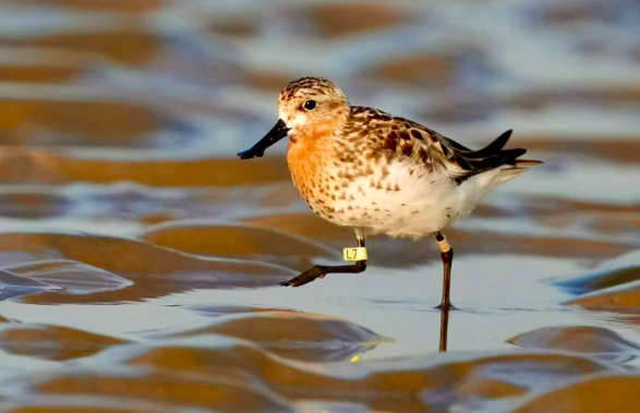 斯林布里奇人工繁育勺嘴鹬项目失败 勺嘴鹬的成鸟数量已不足500只 斯林布里奇人工繁育勺嘴鹬项目失败 勺嘴鹬的成鸟数量已不足500只