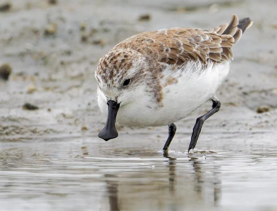 斯林布里奇人工繁育勺嘴鹬项目失败 勺嘴鹬的成鸟数量已不足500只 斯林布里奇人工繁育勺嘴鹬项目失败 勺嘴鹬的成鸟数量已不足500只