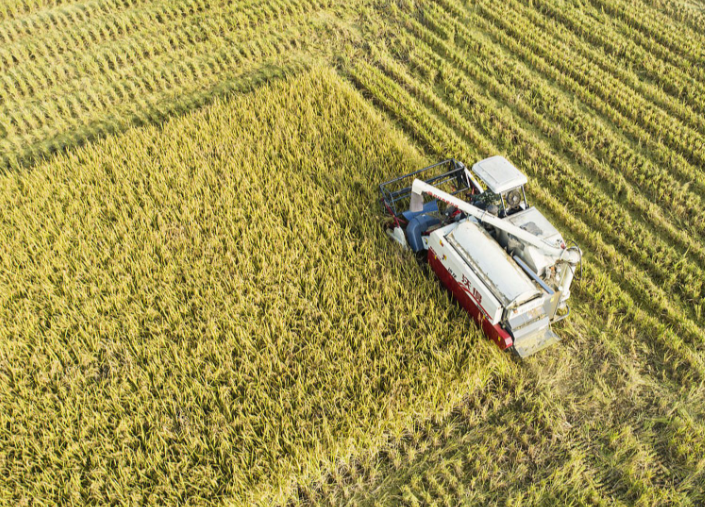 2025年印度稻米产量达到1.5018亿吨 印度高调宣布大米产量超越中国